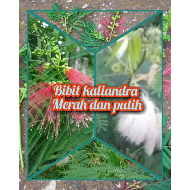 Bibit Kaliandra pakan ternak Kambing,Sapi dan Domba