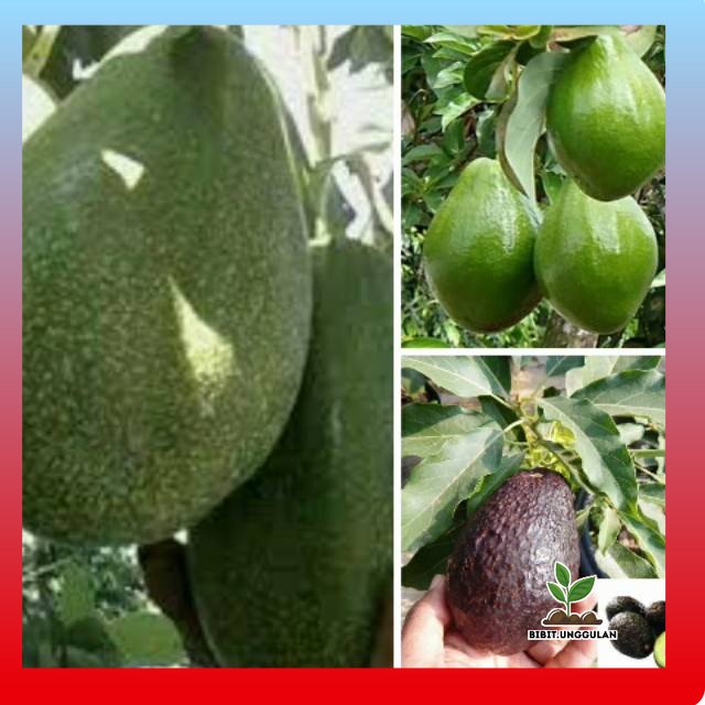 Paket 3 Bibit Alpukat Import Premium - Haas , Red Vietnam , Cuba +