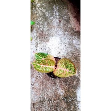 aglaonema asri merah