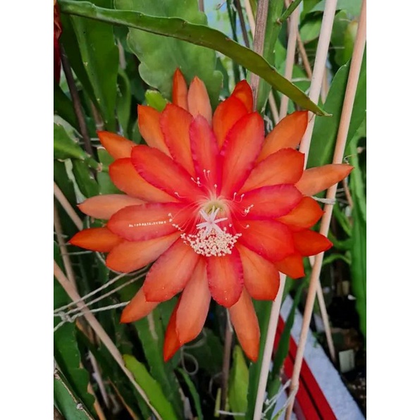 Tanaman Hias Wijaya Kusuma Hibrid ID PERRY J