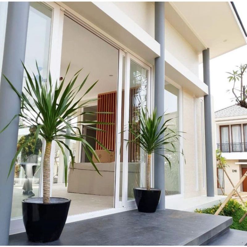 ( TERMURAH) Tanaman Hias Pandan Bali Tinggi 1 Meter Tanaman Indoor Outdoor - Pohon Pandan Bali - Tan