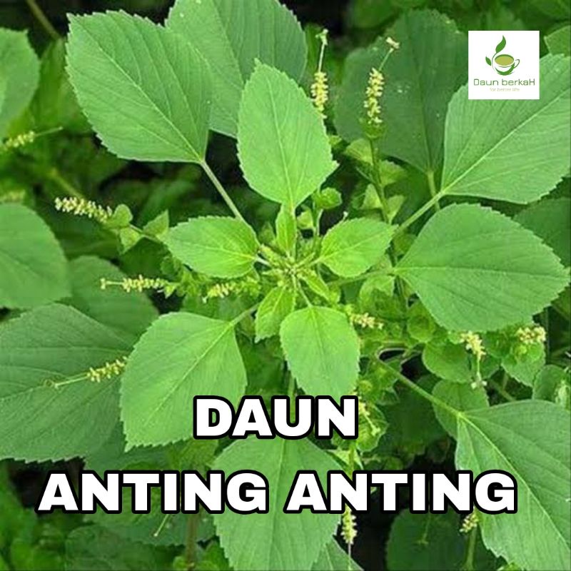 

DAUN ANTING ANTING SEGAR HERBAL 100g