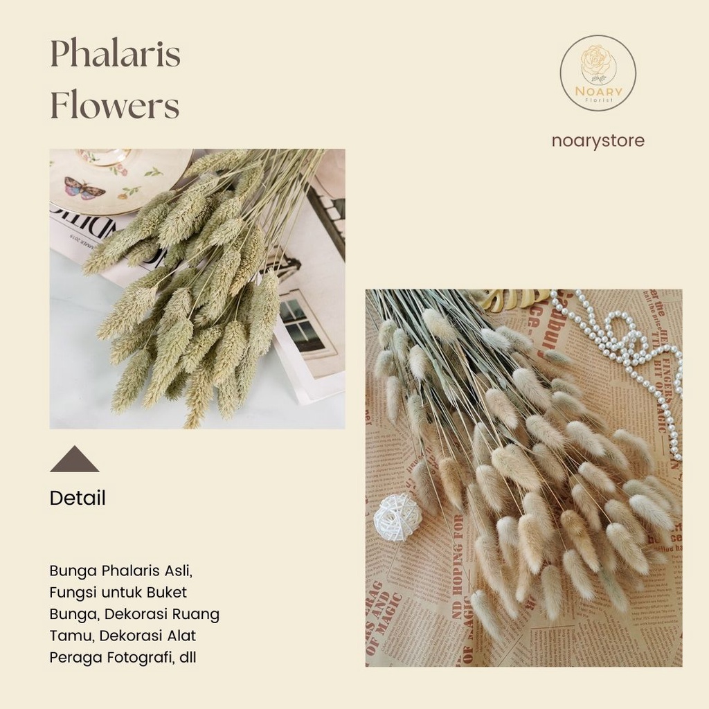 Phalaris Flower / Bunga kering import / Bunga craft / Bunga Kering / Bunga termurah