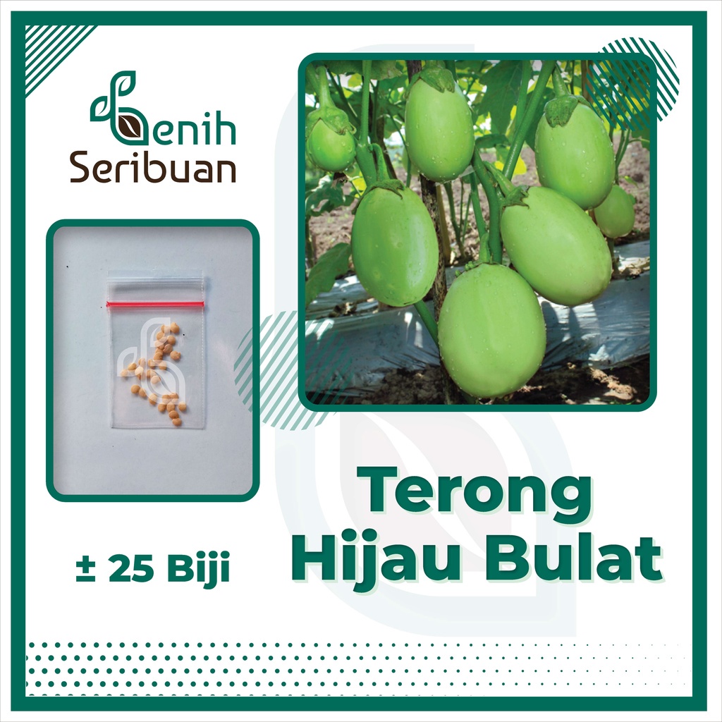 Benih Seribuan - 24 Bibit Sayuran Terong Hijau Bulat Unggul