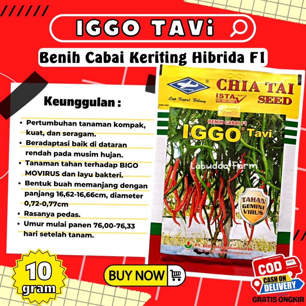 Benih Cabe Keriting Iggo Tavi F1 10 Gram - Benih Cabai Keriting F1 Benih Lombok Iggo Tavi Cap Kapal 
