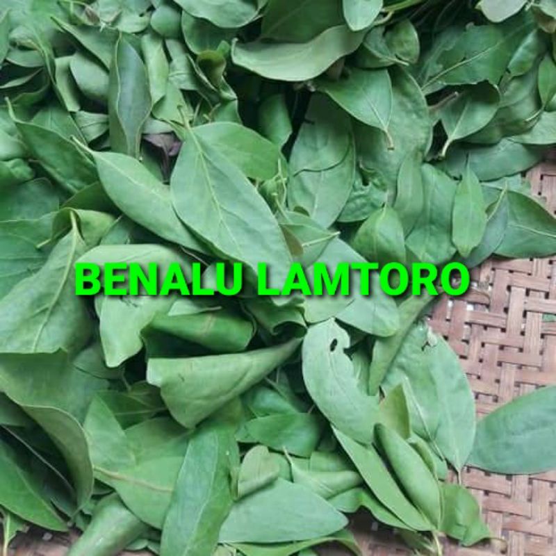 

DAUN BENALU LAMTORO KERING 1000 GRAM