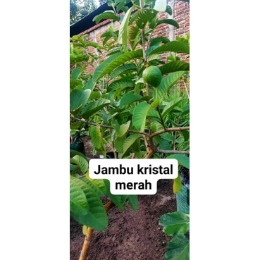 jambu kristal merah berbuah