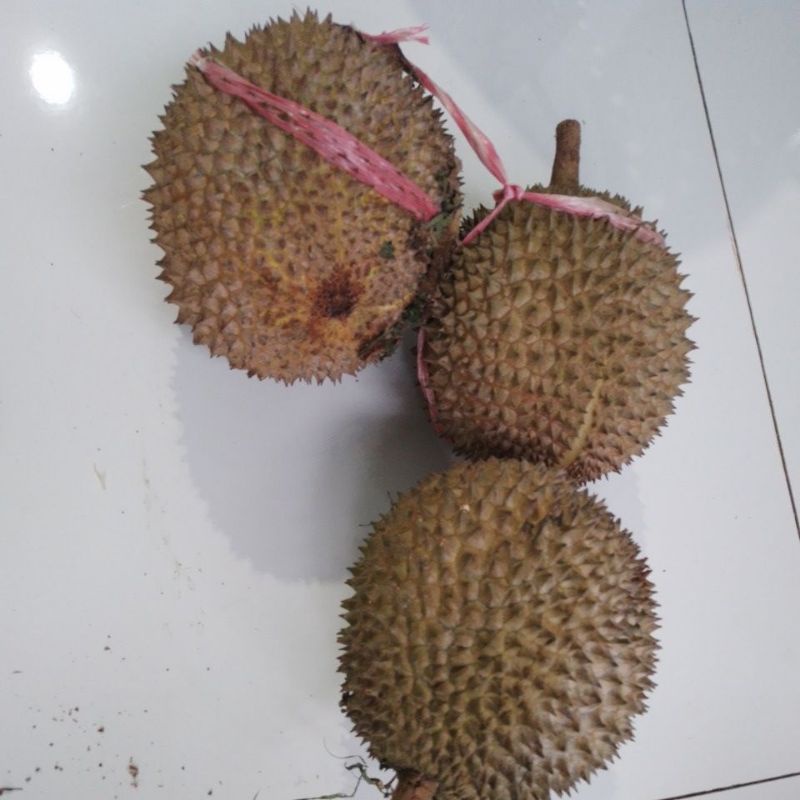 

durian