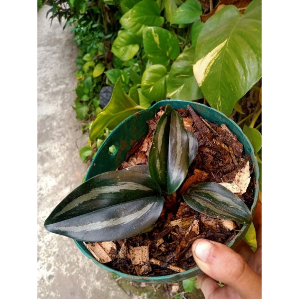 scindapsus scaproklamis sp