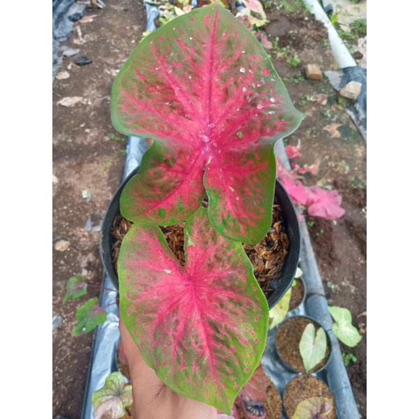 Bibit tanaman hias Keladi LG Series (Batu Safir)