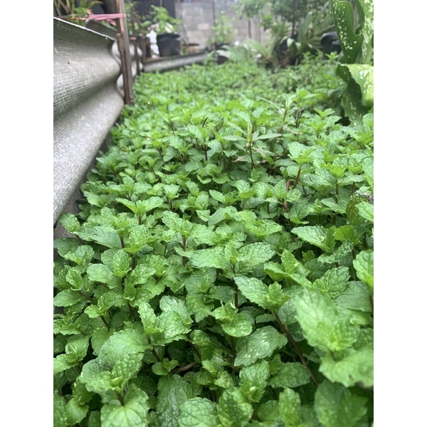 Bibit Daun Mint - pepper Mint tanaman herbal untuk topping & Minuman