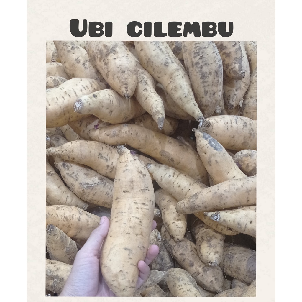 

UBI CILEMBU FRESH 1 KG