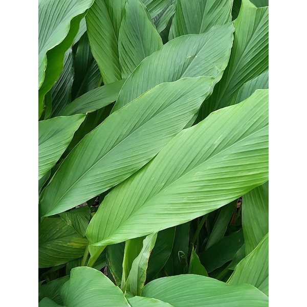 

daun kunyit segar baru petik (5 lembar lebar)