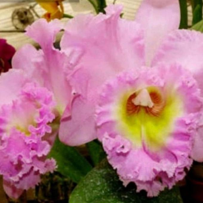 Anggrek Cattleya Bunga Pink Muda Dewasa Siap Spike