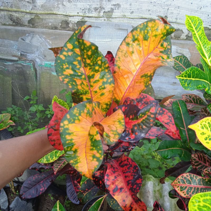 tanaman bunga puring koleksi puring mirokhi berkualitas