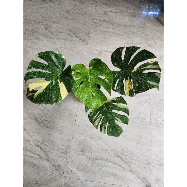 monstera thailand (monthai)