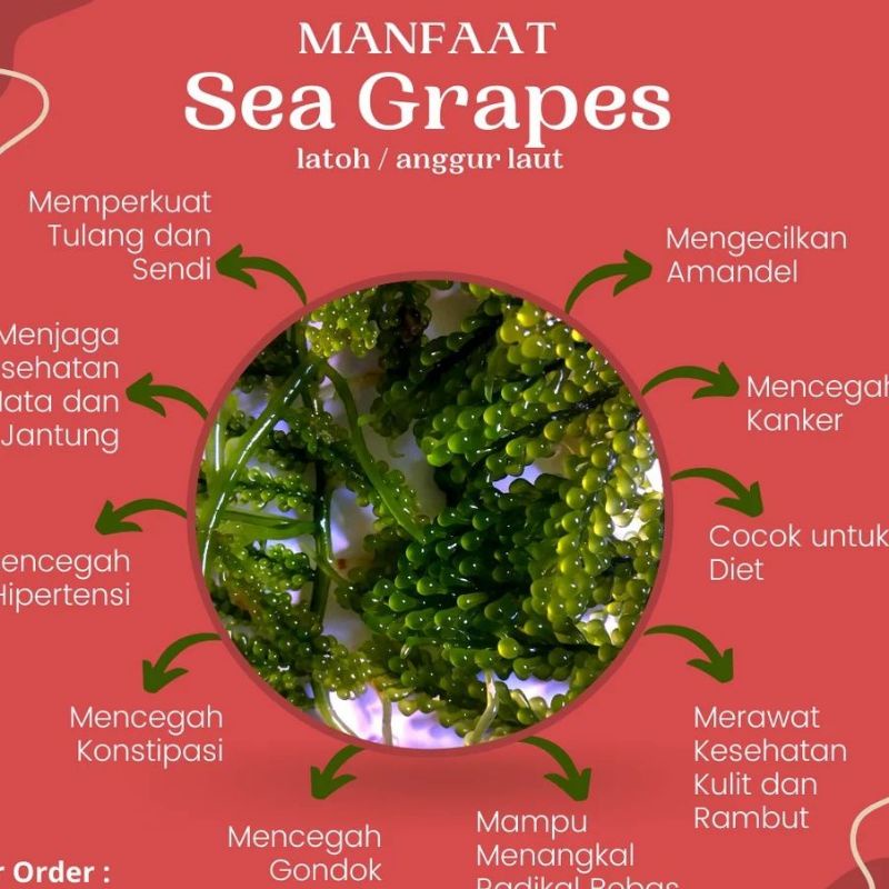 

ANGGUR LAUT (luku lada