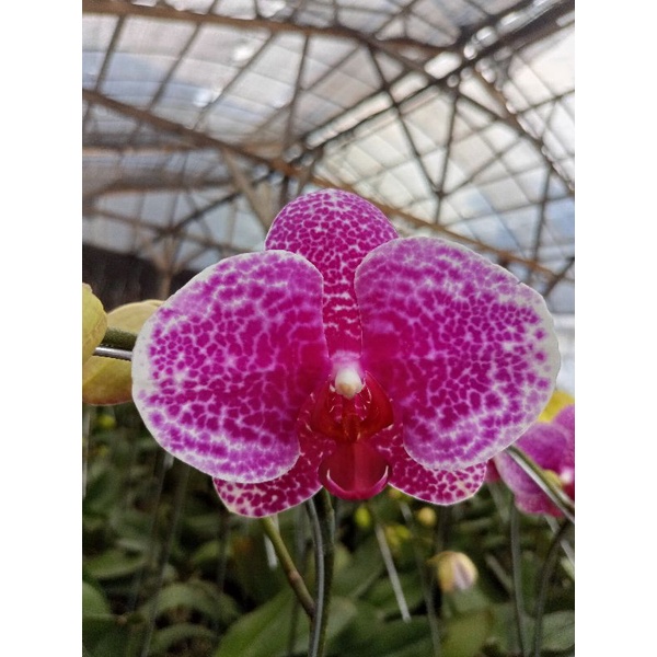 anggrek bulan premium putih bintik bercak ungu leopard phalaenopsis hybrid bunga jumbo kondisi knop 