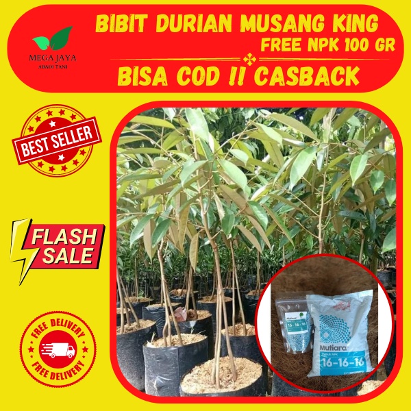 BonusBibit Durian Musang King Bersertifikat,Bibit Durian Musang King Kaki 3,Bibit Durian Musang King