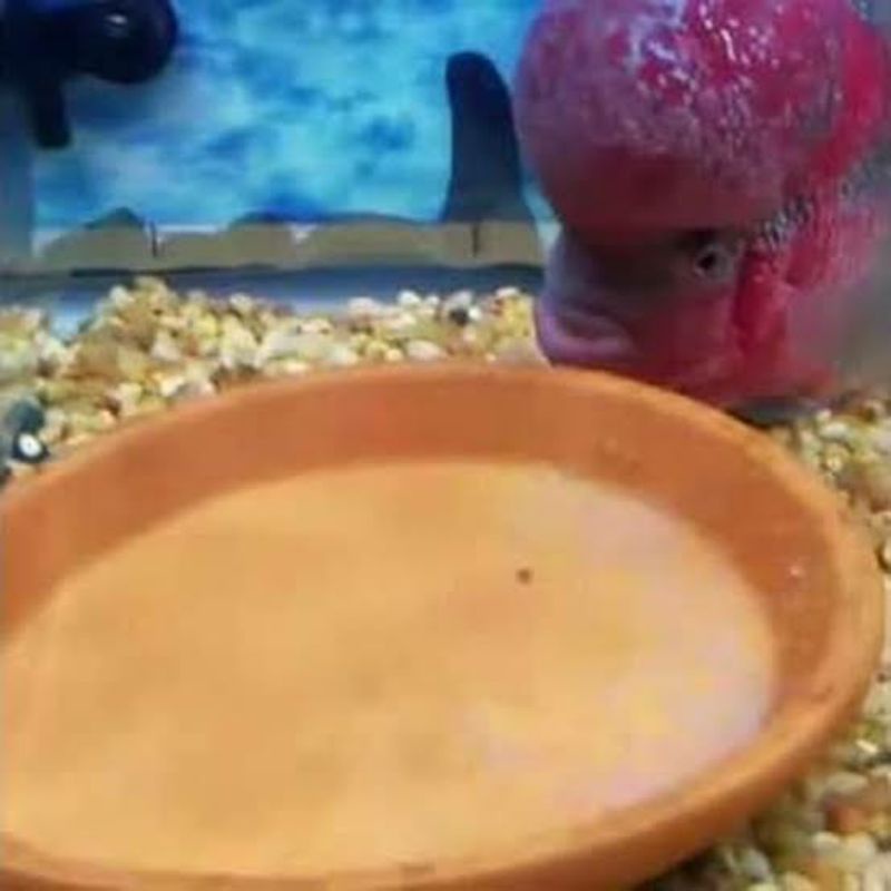 Tatakan Tempat Bertelur Ikan Lauhan Breeding Telur