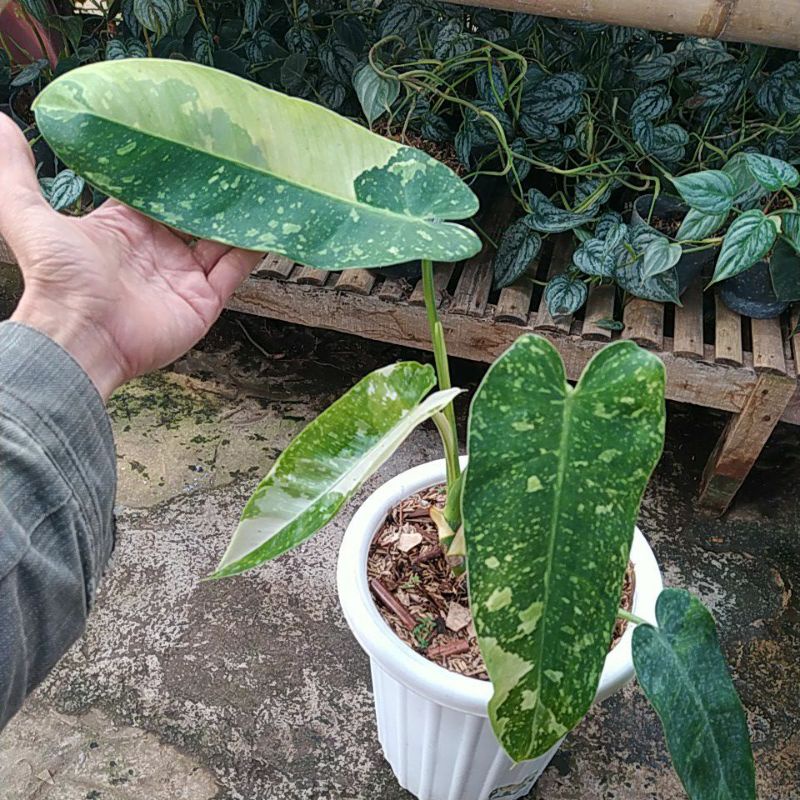 philodendron jose buono