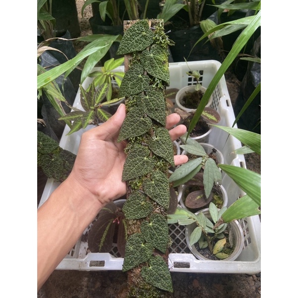 Piper sp ( rawatan )