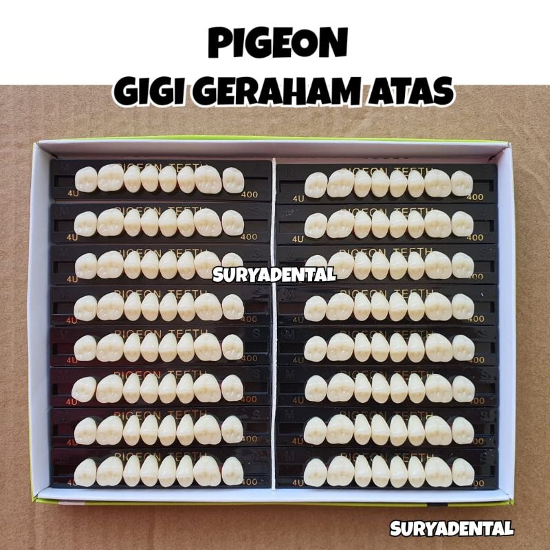 PIGEON GIGI GERAHAM ATAS | Upper Posterior | Gigi Palsu Pigeon