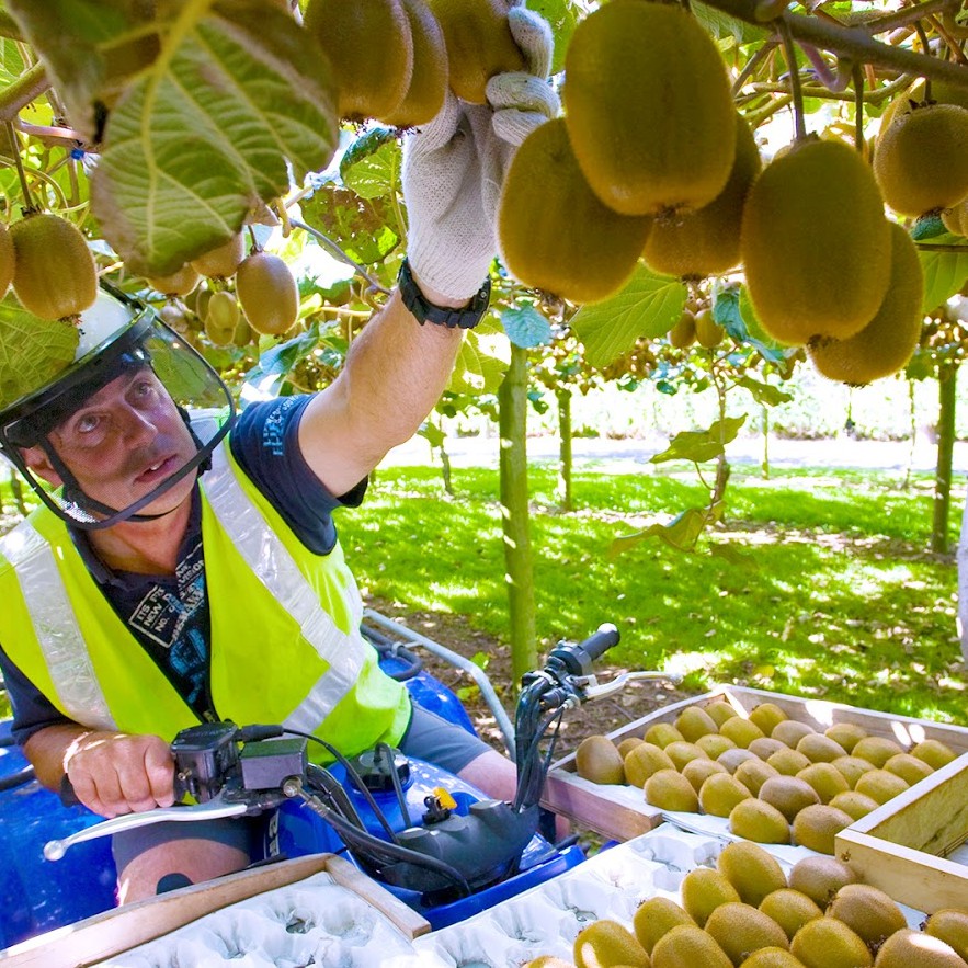 Benih Seribuan - 5 Bibit Buah Kiwi Hijau Unggul