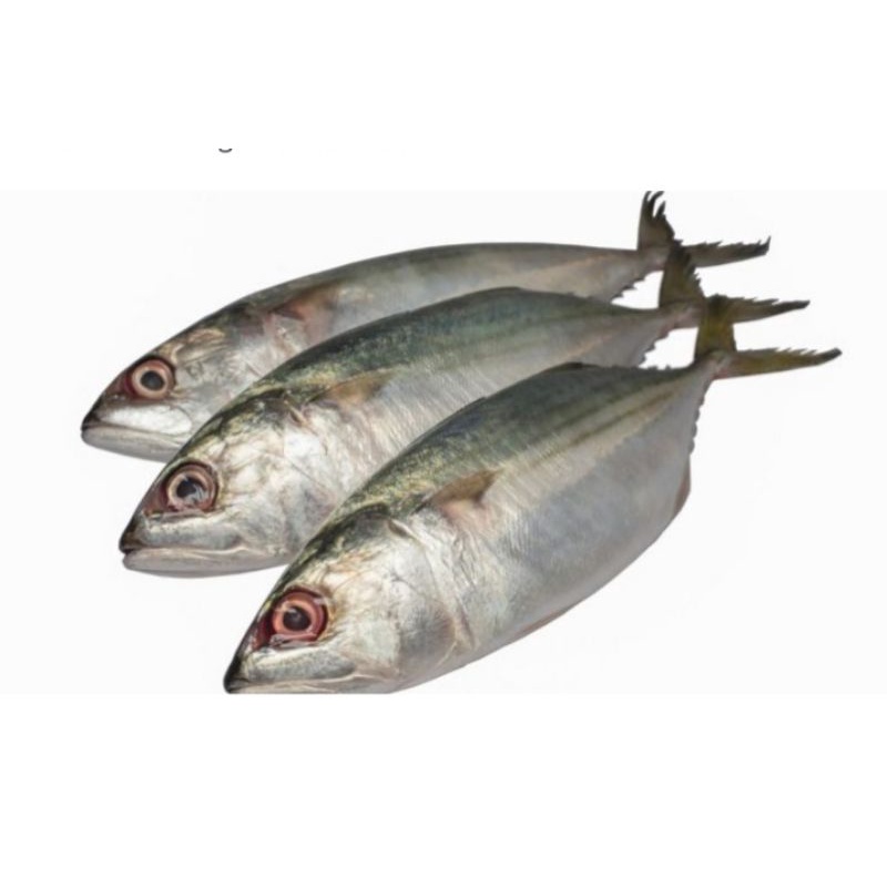 

ikan kembung fresh 500gr