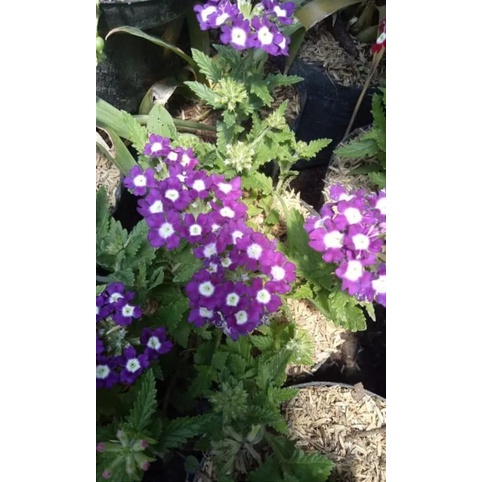 tanaman verbena ungu