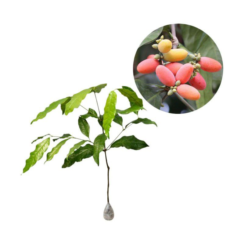 bibit melinjo / tanaman melinjo.