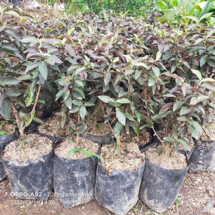 Bibit Tanaman Buah Jambu Biji Australia Jambu Biji Mini Merah
