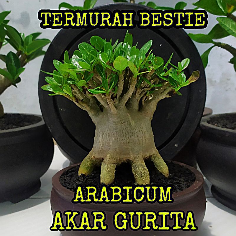 ADENIUM PROKAR | ADENIUM AKAR GURITA | ARABICUM | KALAMAE PROKAR | GODJI  | RED SKIN | MURAH | BLACK