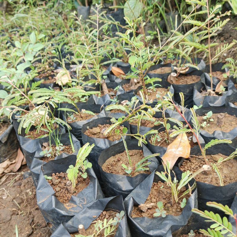 Bibit Tanaman Malaka / Kemloko Bisa untuk Bonsai Jenis Langka