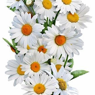 Biji Benih Bibit Bunga Potong Daisy Ox Eye Leucanthemum