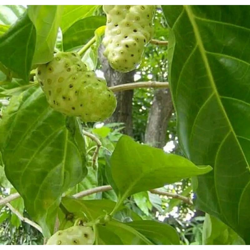 

BUAH MENGKUDU / BUAH PACE /BUAH HERBAL ALAMI,herbal tradisional