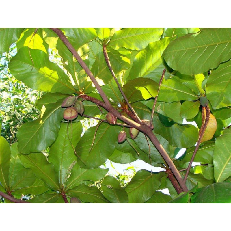 

Daun Ketapang segar 200gram