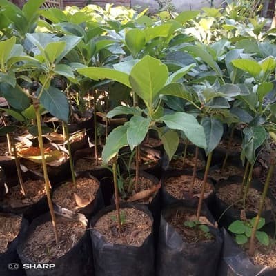 Yang Paling Di Cari Bibit Alpukat Markus - Alpukat Hawai - Alpukat Kendil, 1Kg Muat 4