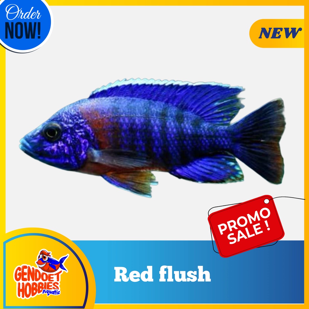 Cichlid Red Flush Warna Murah