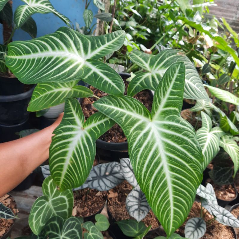 { BISA COD } Tanaman alocasia lindeni keladi antasoma zebra