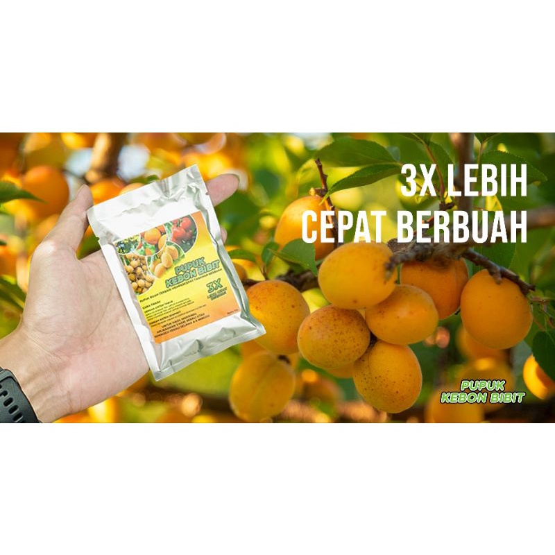 Pupuk Buah Kebon Bibit