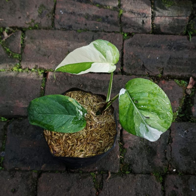 Epipremnum Pinnatum Variegata / Ekor Naga Var |