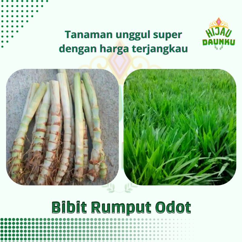 Jual Bibit Rumput Odot Super Harga Per Batang Termurah Pangan Sapi Kambing Kerbau Shopee