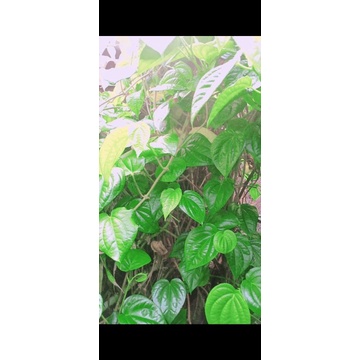 Daun Sirih | Daun Sirih Segar | Daun Sirih Hijau Segar | Daun Sirih Segar- Sirih Hijau Fresh