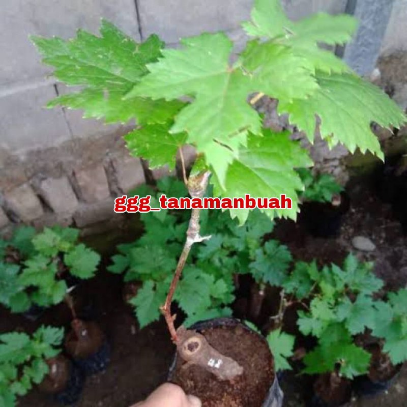 Bibit Anggur Flamenco Stek Grafting Berbuah Dalam 6 Bulan