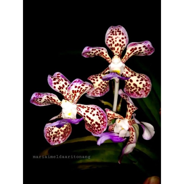Anggrek vanda tricolor var suavis dewasa jumbo
