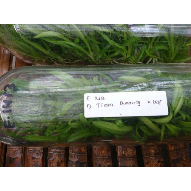 Bibit tanaman anggrek Botol Dendrobium isi 70 plant siap aklimasi