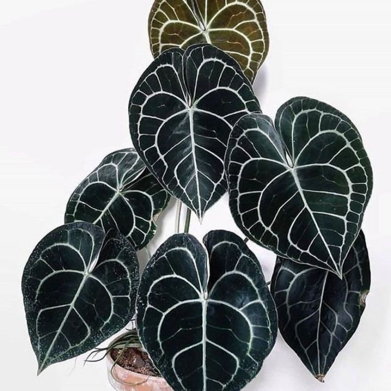 anthurium clarinervium dark form ( tarantula pagoda )