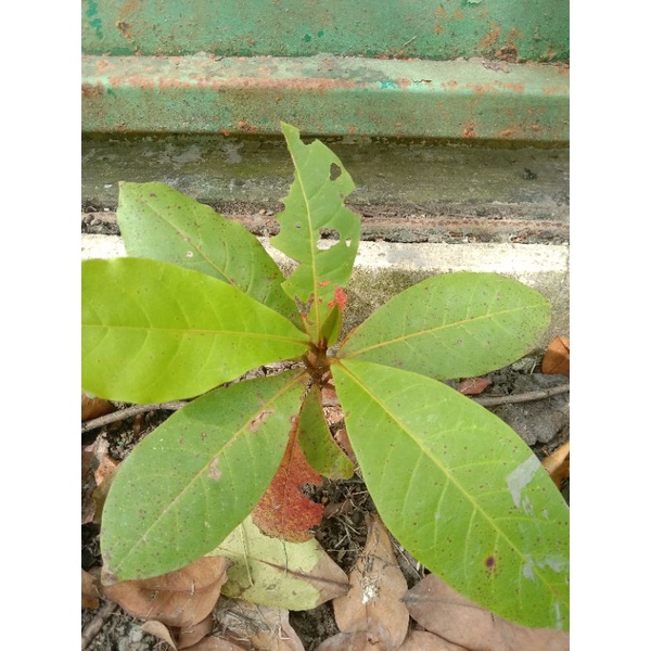 BIBIT KETAPANG