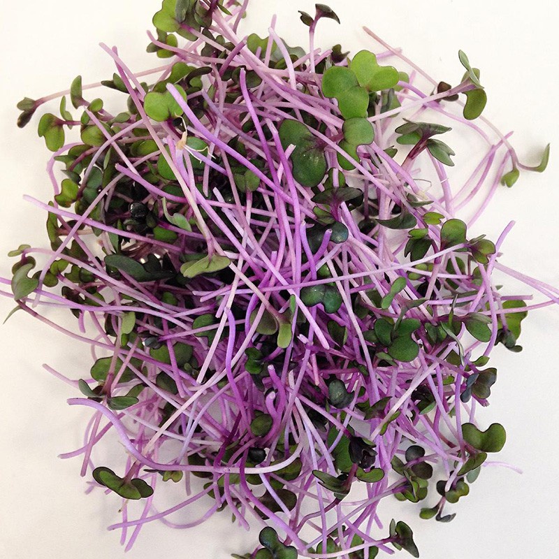 Benih Seribuan - 125 Bibit Microgreen Red Cabbage Sprout Organik Unggul